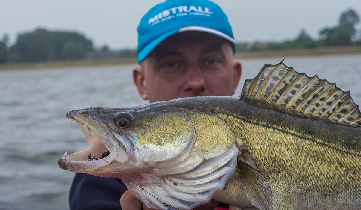 Angler posing with a fit zander