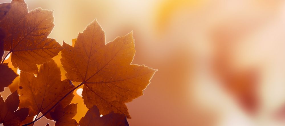 Autumn maple leaves red background sunny day