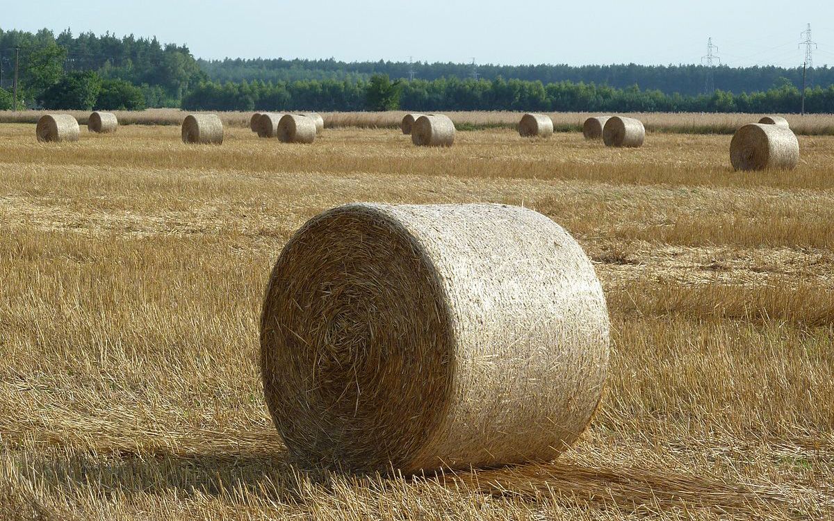 Baled straw