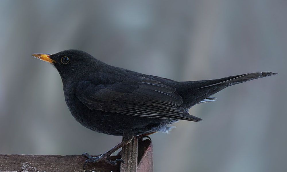 Blackbird