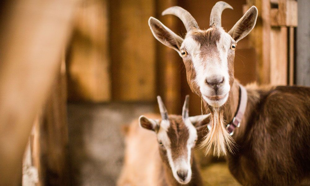 Brown white mother and baby goats in the barn