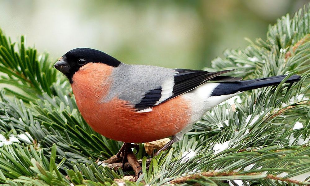 Bullfinch in branches
