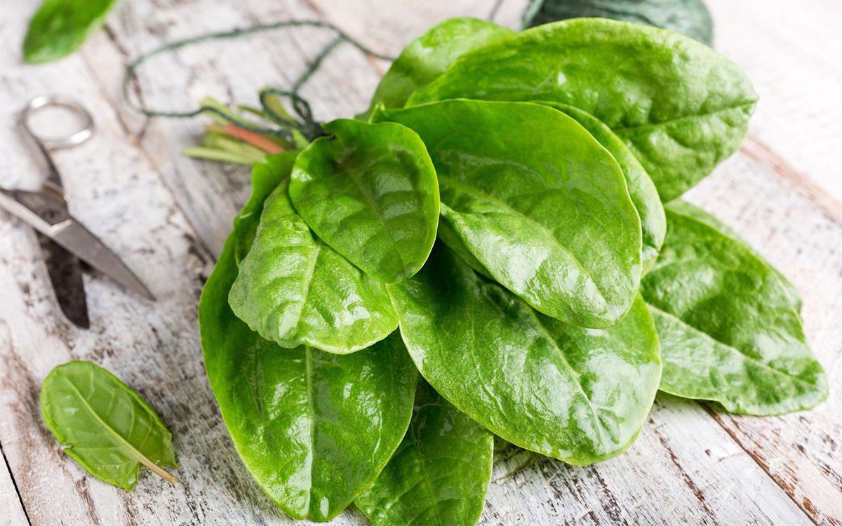 Bunch of sorrel leaves
