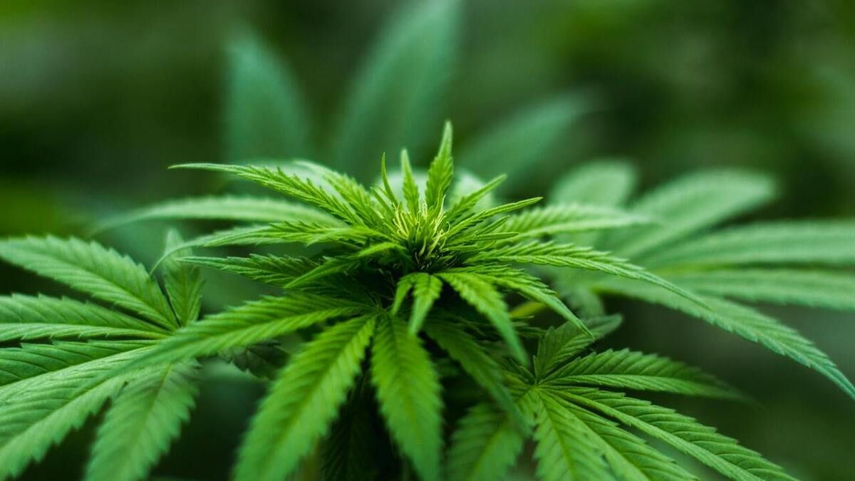 Cannabis