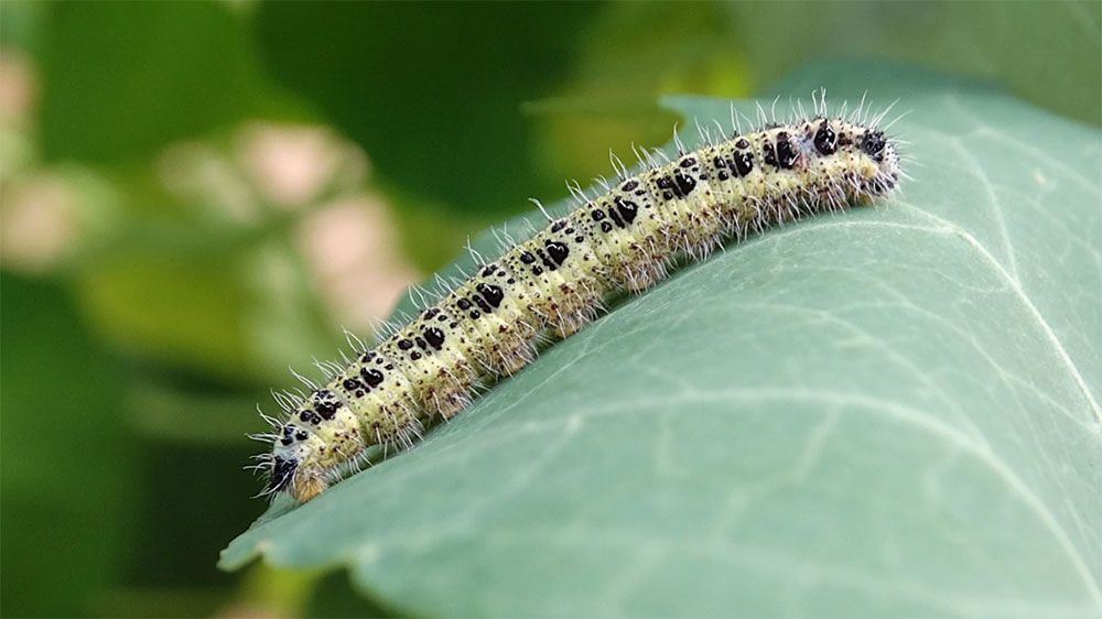 Caterpillar on leaf