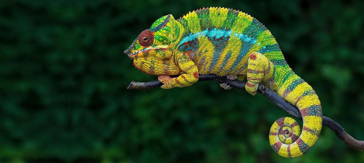 Chameleon
