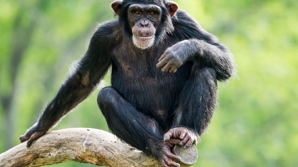 Chimpanzee sitting on a branch