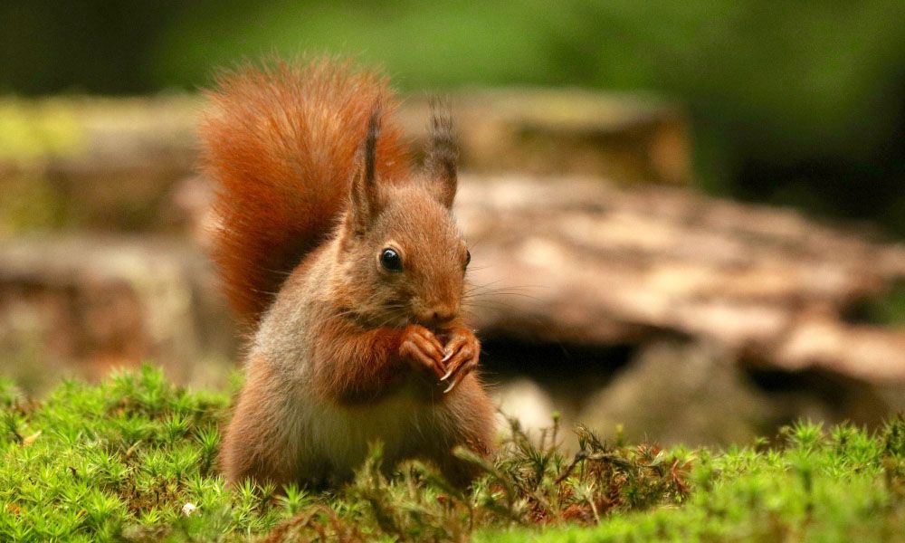 Close up of a squirrel eating a hazelnut