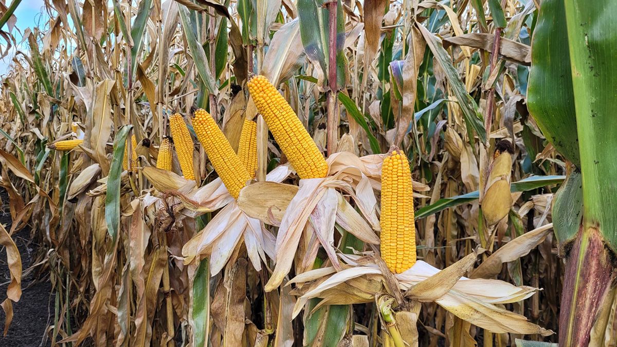 Close up of corn in the field
