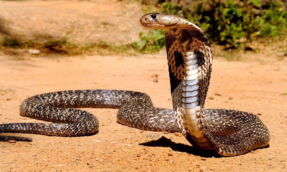 Cobra