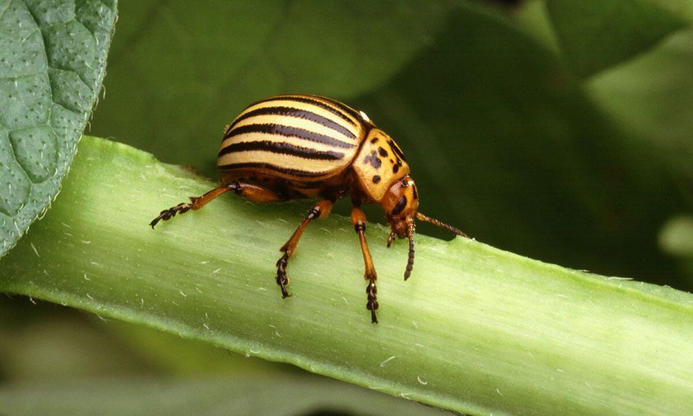 Colorado beetle
