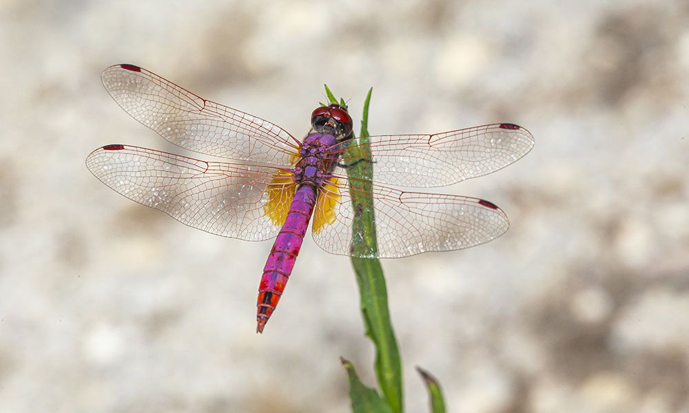 Colorful dragonfly sitting on a plant