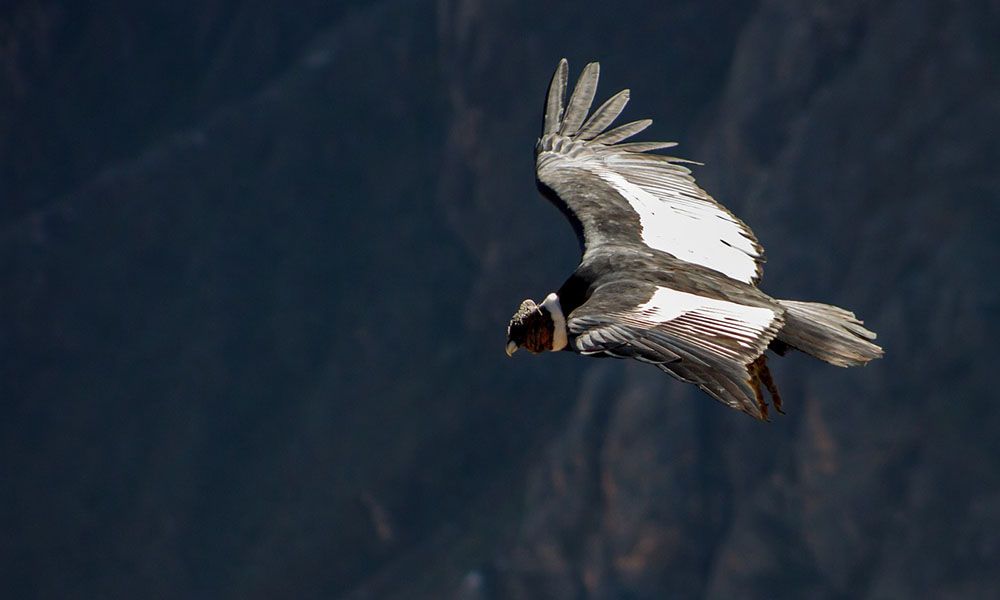 Condor