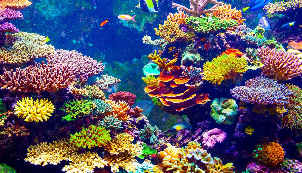 Coral reef