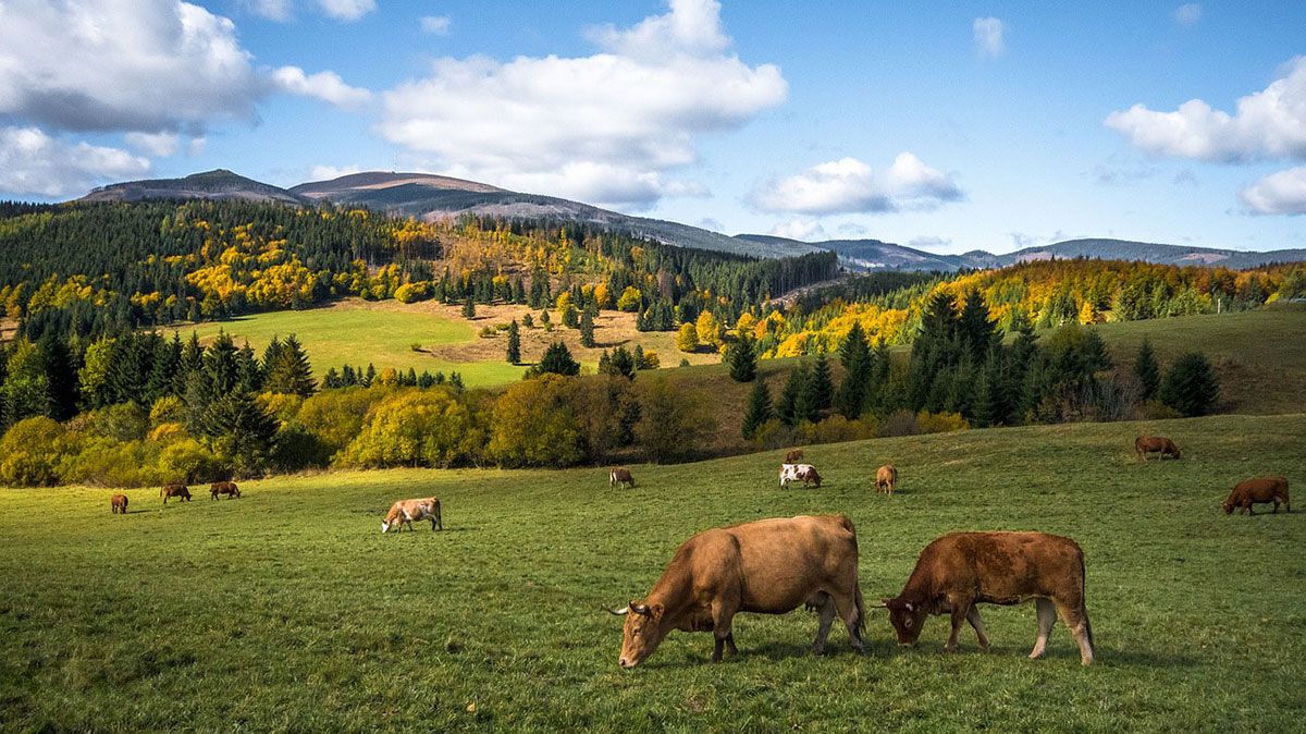 Cows in the mountain pasture