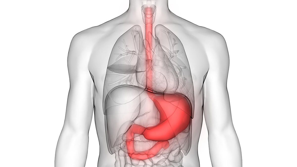 Cross section of a man with his stomach marked