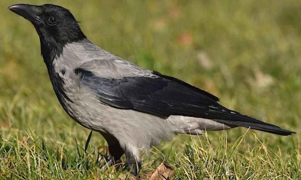 Crow