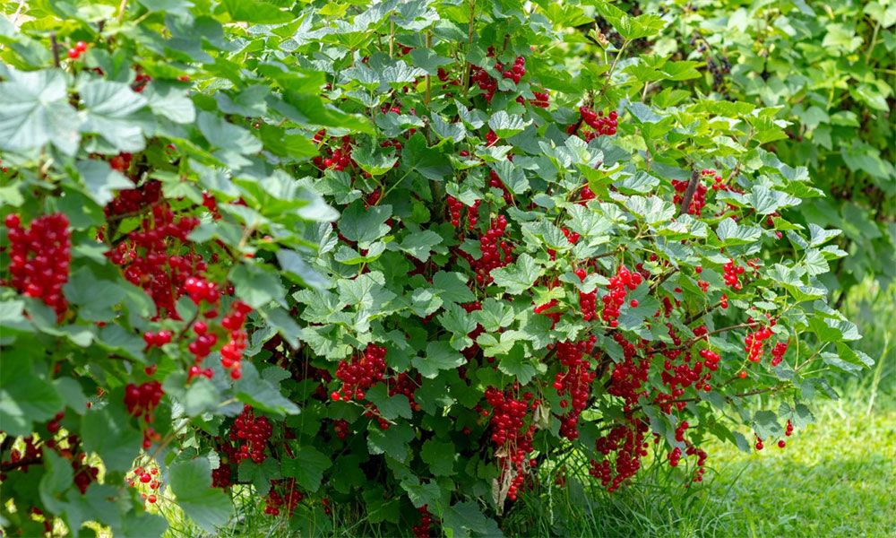 Currant bush