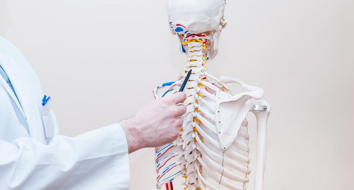 Doctor points to the spine