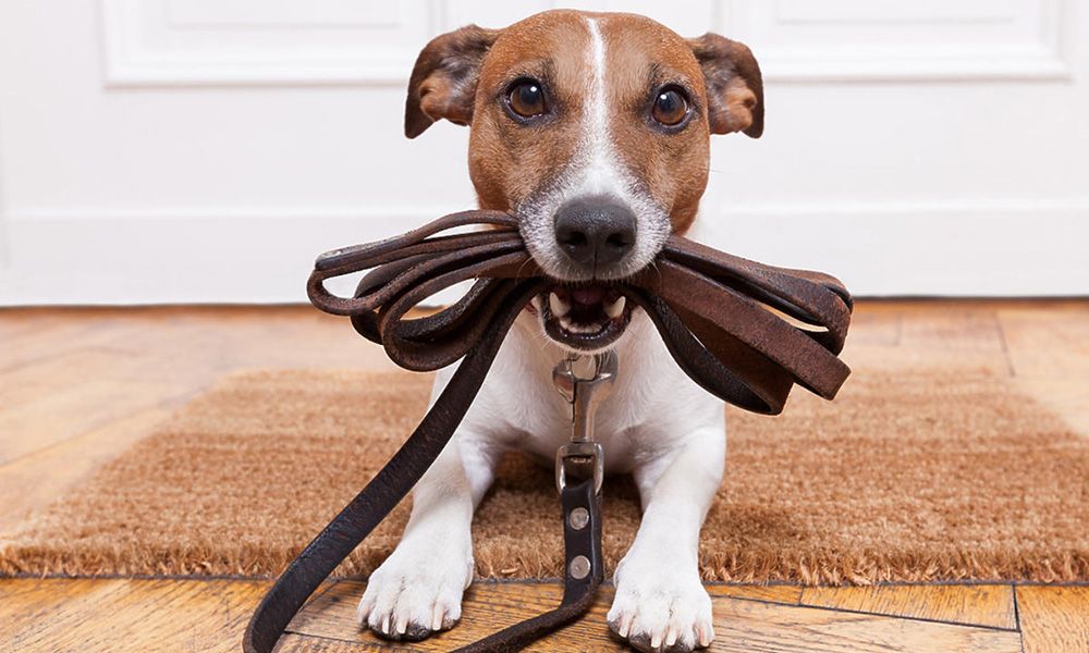 Dog is holding a leather leash in his mouth