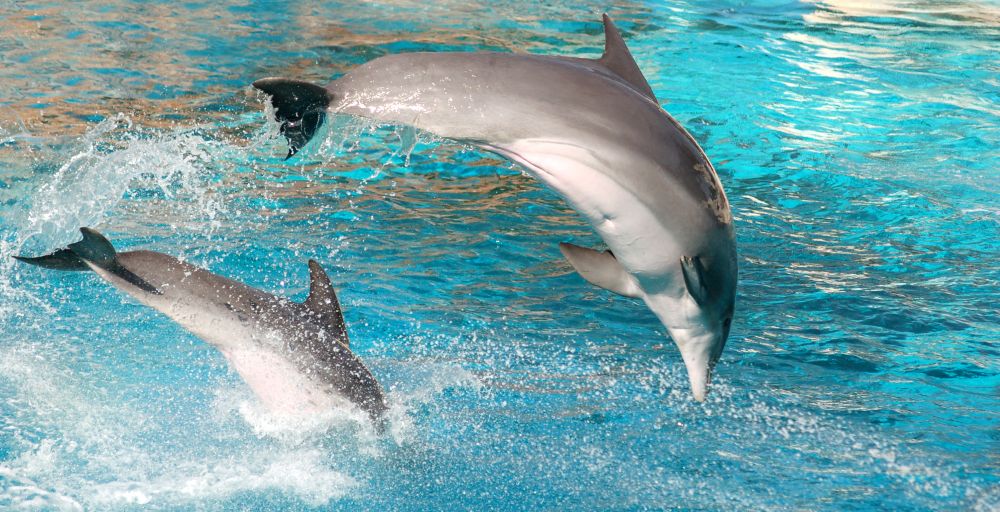 Dolphins jumping out of water