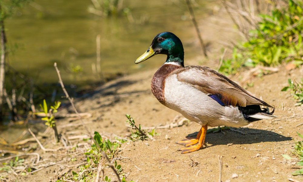 Duck by the river
