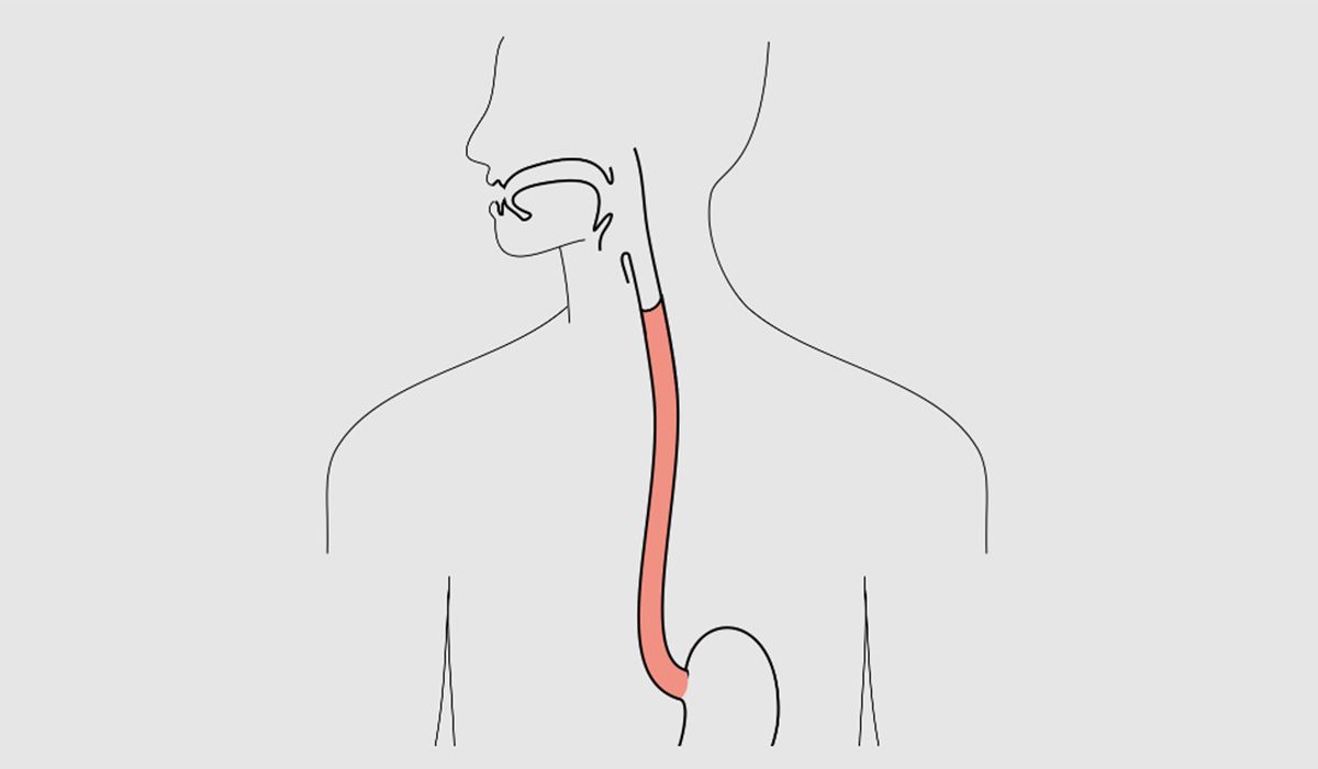 Esophagus
