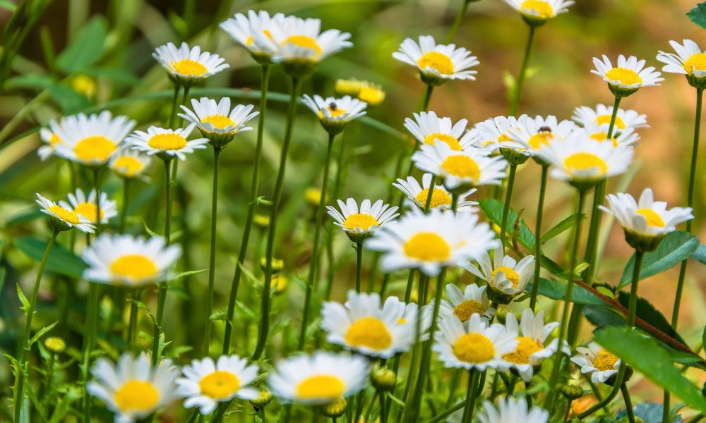 Field full of camomiles