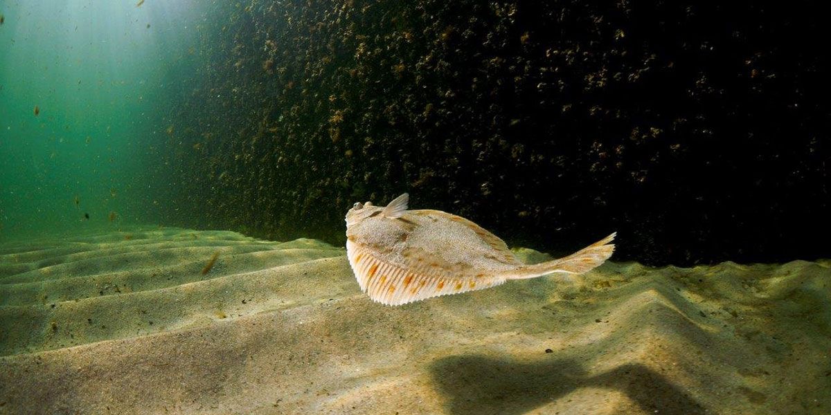 Flounder in the sea