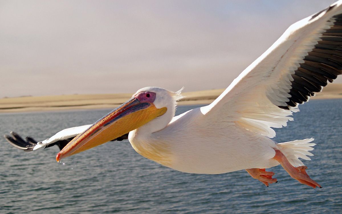 Flying pelican