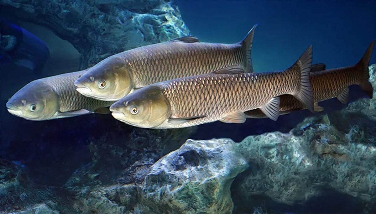 Four amur carp in the water