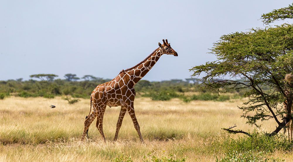 Giraffe