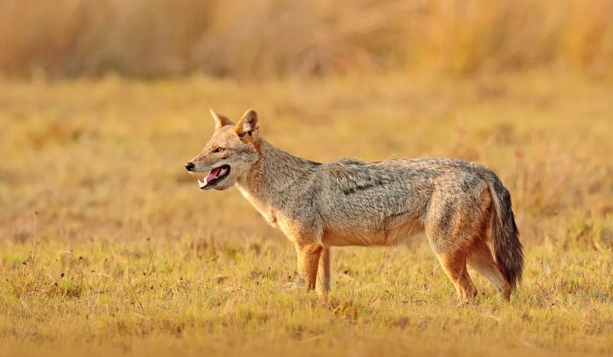 Golden jackal