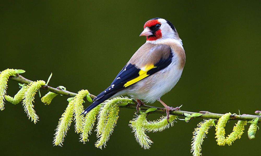 Goldfinch on green catkins