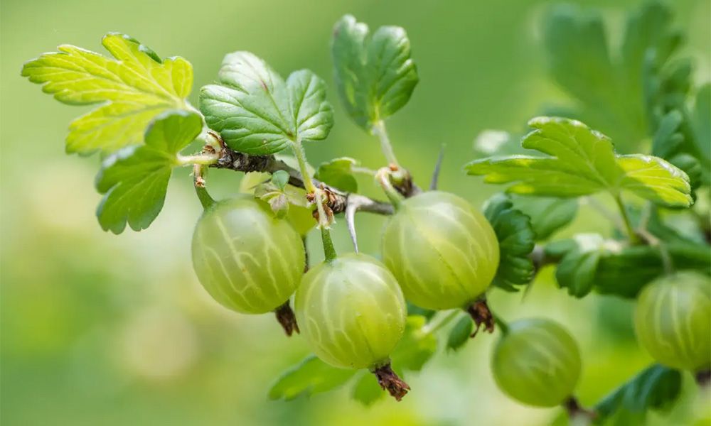 Gooseberry growing on a bush