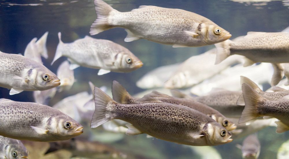 Grey mullet in water