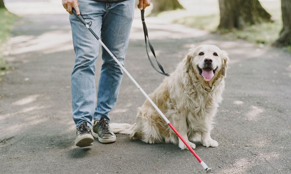 Guide dog helping the blind