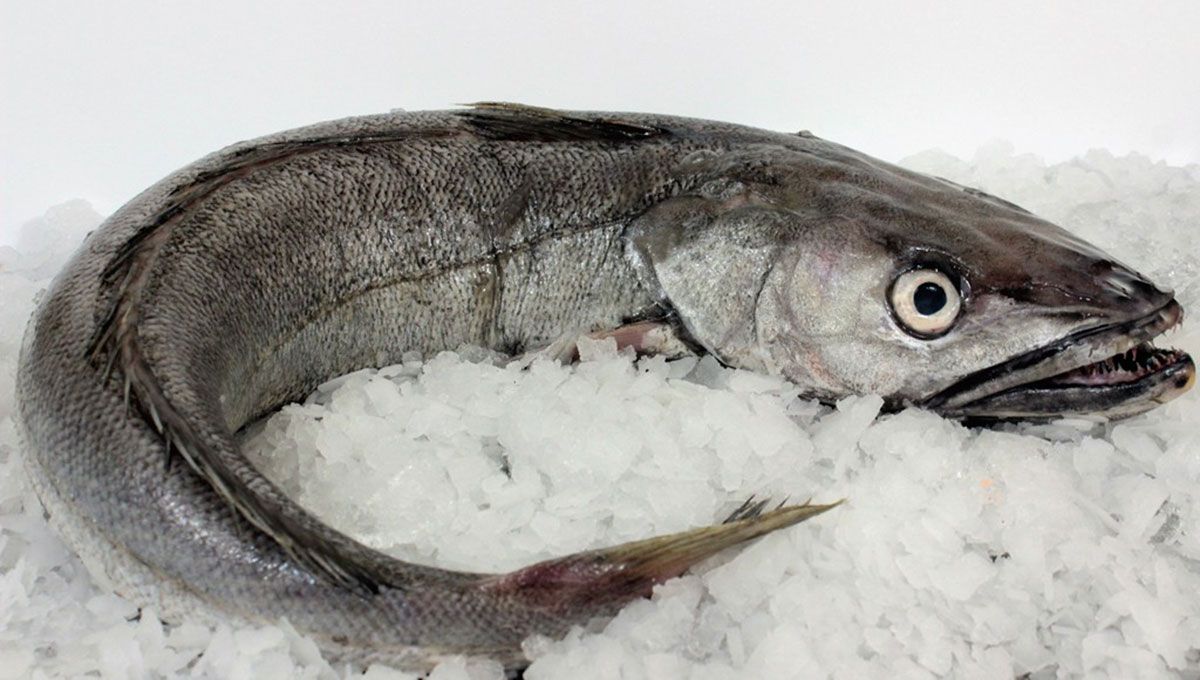 Hake lying in ice