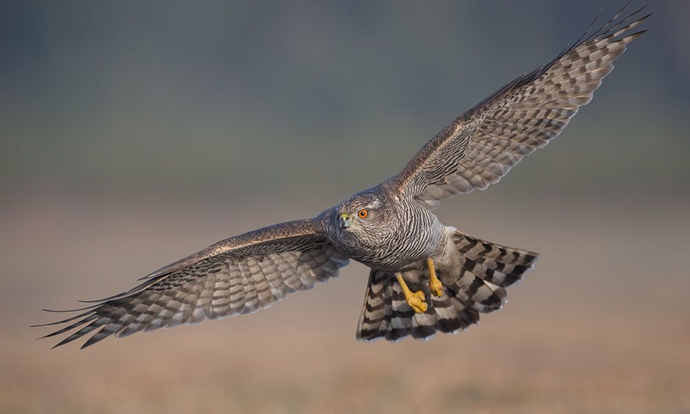 Hawk