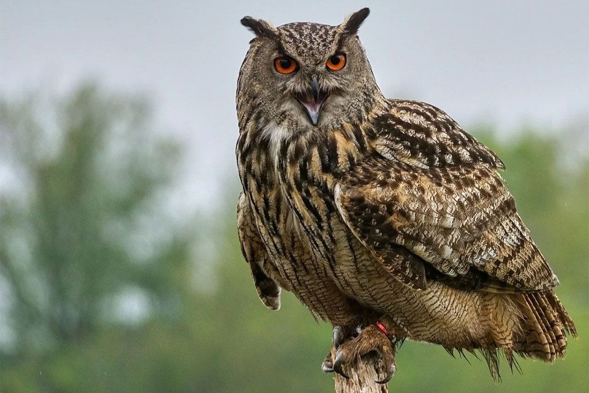 Horned owl sitting on a pole