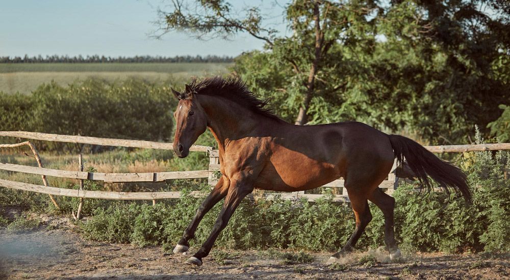 Horse running in the paddock