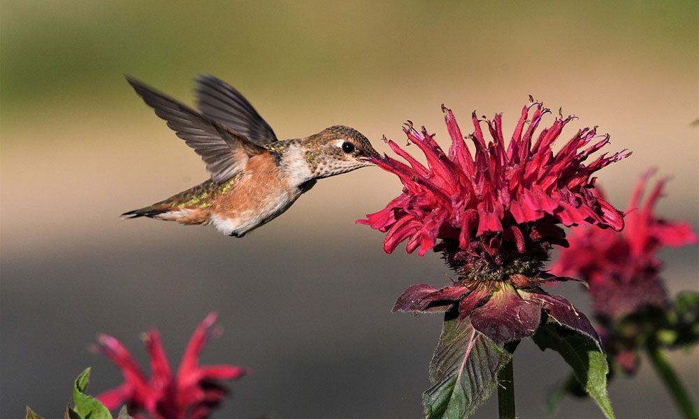Hummingbird