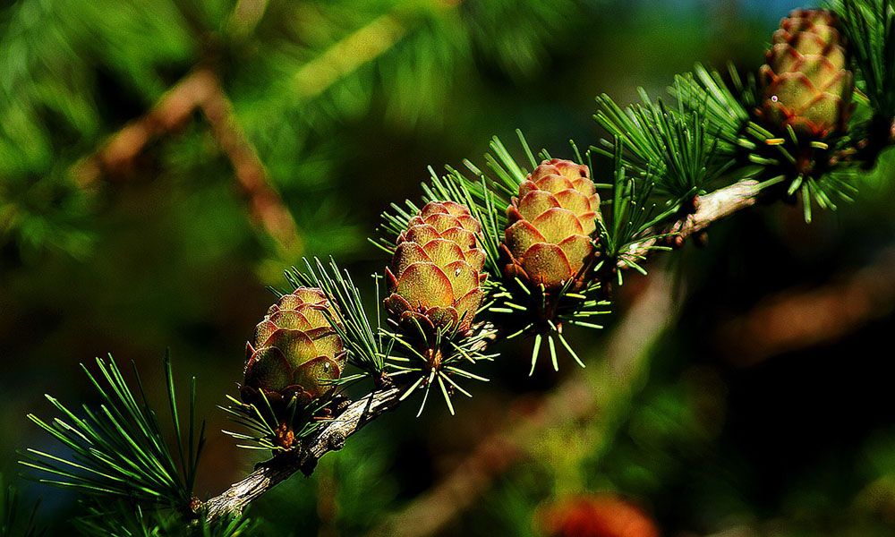 Larch twig with cones