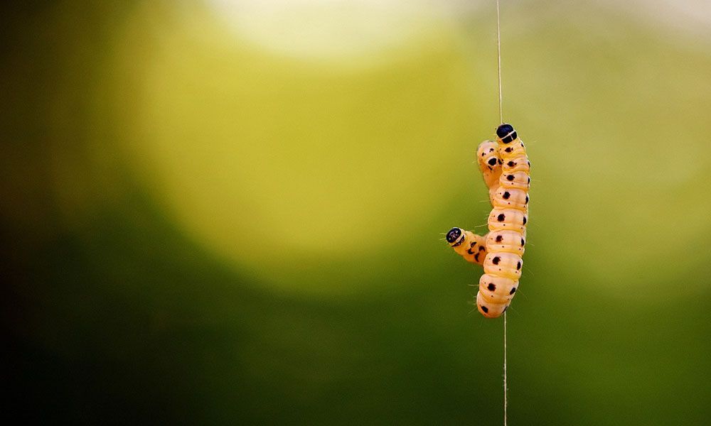 Larva