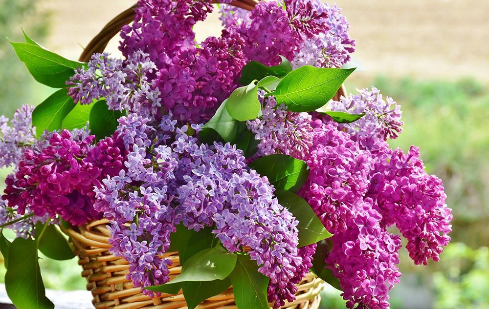 Lilac flower basket flower plant