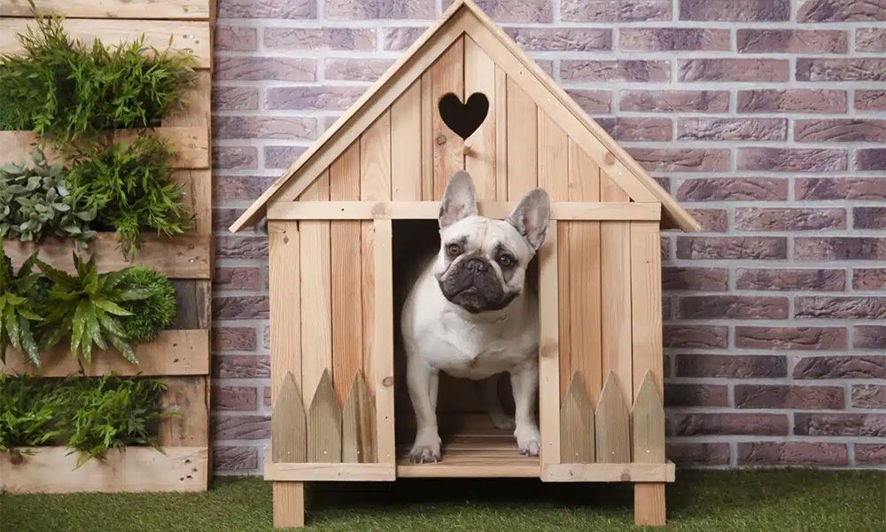 Little dog is standing in a wooden kennel