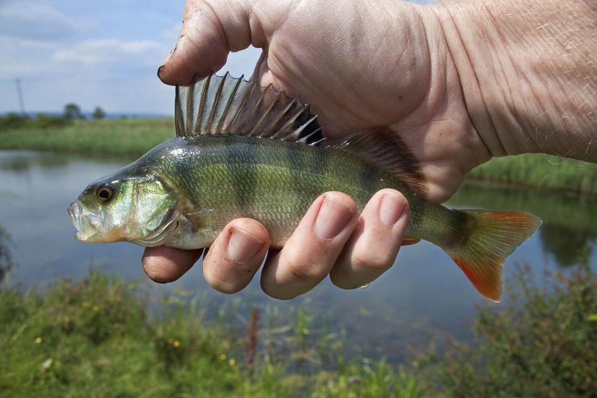 Little perch fish