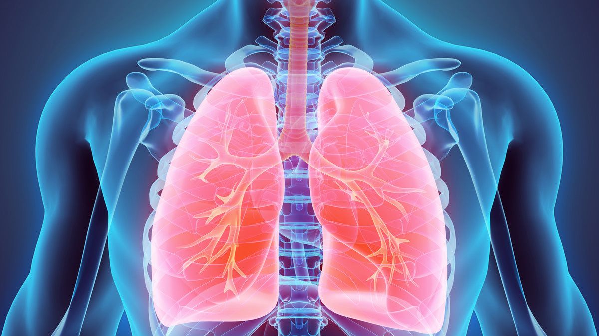 Lungs