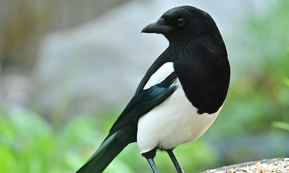 Magpie