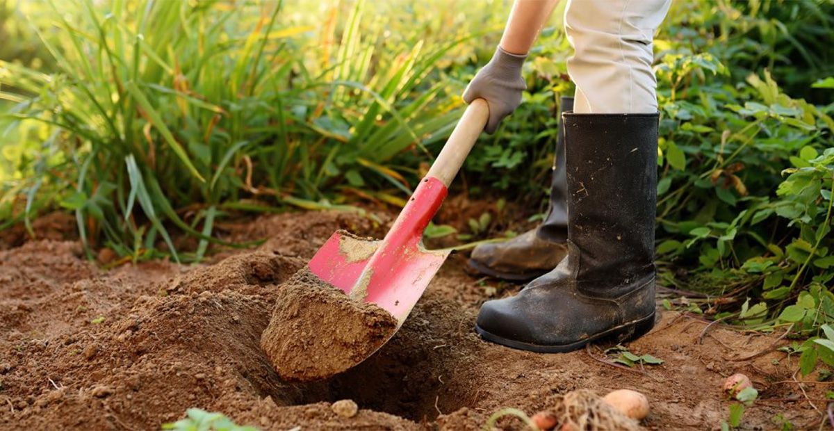 Man digs a hole with a spade